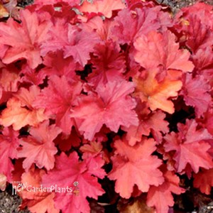 'RIO' Coral Bells