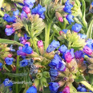 'Bertram Anderson' Lungwort