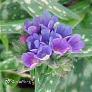 'Bertram Anderson' Lungwort