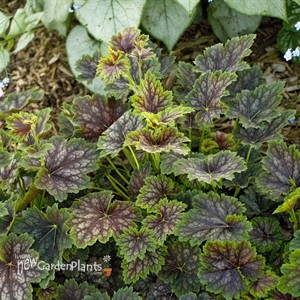 'Marvelous Marble™'