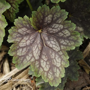 'Marvelous Marble™'