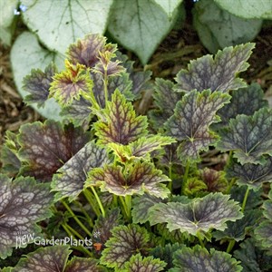 'Marvelous Marble™'