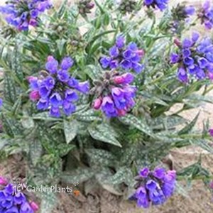 'Bertram Anderson' Lungwort