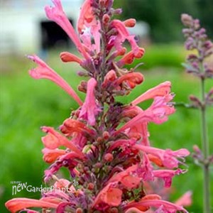 Kudos™ 'Coral' Hummingbird Mint