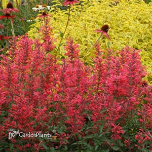 Kudos™ 'Coral' Hummingbird Mint