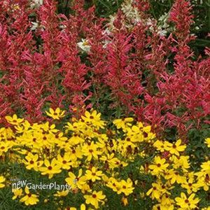 Kudos™ 'Coral' Hummingbird Mint