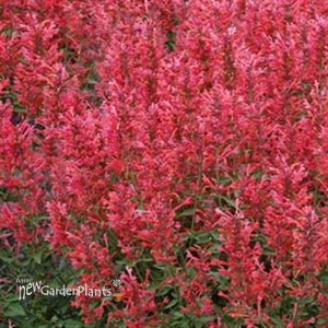 Kudos™ 'Coral' Hummingbird Mint