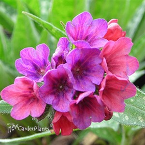 'Raspberry Splash' Lungwort