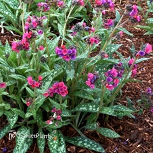 'Raspberry Splash' Lungwort