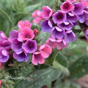 'Raspberry Splash' Lungwort