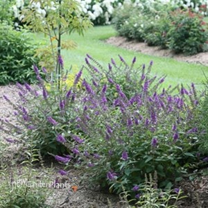 Lo & Behold® 'Blue Chip Jr.' Butterfly Bush