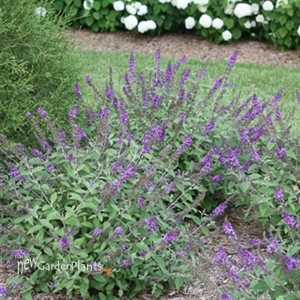 Lo & Behold® 'Blue Chip Jr.' Butterfly Bush