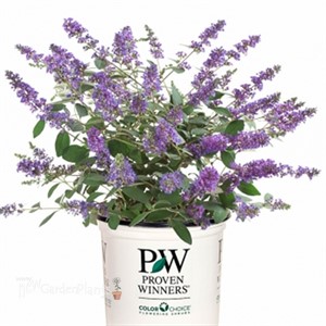 Lo & Behold® 'Blue Chip Jr.' Butterfly Bush