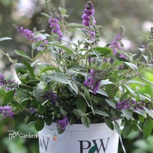 Lo & Behold® 'Blue Chip Jr.' Butterfly Bush