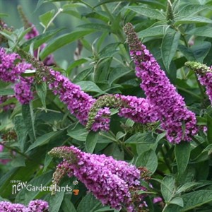 Lo & Behold® 'Pink Micro Chip' Butterfly Bush