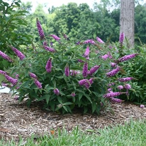 Lo & Behold® 'Pink Micro Chip' Butterfly Bush