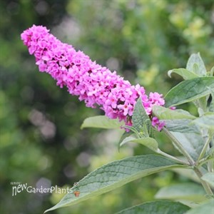 Lo & Behold® 'Pink Micro Chip' Butterfly Bush