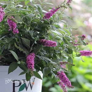 Lo & Behold® 'Pink Micro Chip' Butterfly Bush