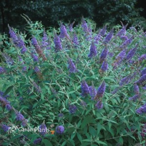 'Ellen's Blue' Butterfly Bush