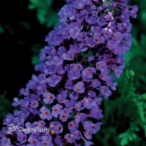 'Ellen's Blue' Butterfly Bush