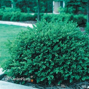 Boxwood 'Green Velvet' 