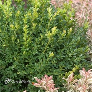 Boxwood 'Green Velvet' 