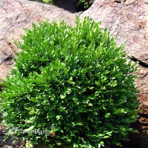 Boxwood 'Green Velvet' 