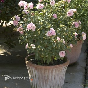 Sugar Tip® Rose of Sharon