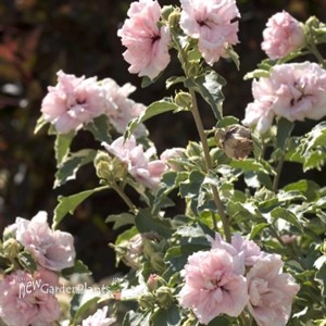 Sugar Tip® Rose of Sharon