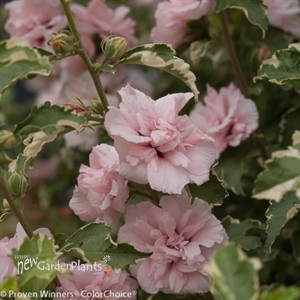 Sugar Tip® Rose of Sharon