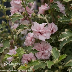 Sugar Tip® Rose of Sharon