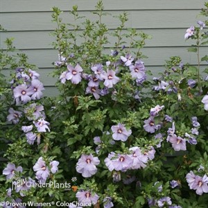 Azurri Blue Satin®  Rose of Sharon