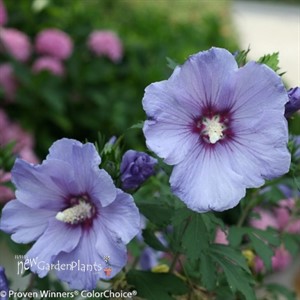 Azurri Blue Satin®  Rose of Sharon