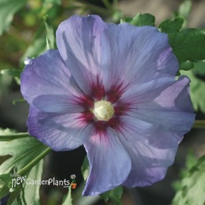 Azurri Blue Satin®  Rose of Sharon