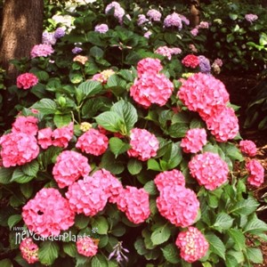 'Glowing Embers' Big Leaf Hydrangea