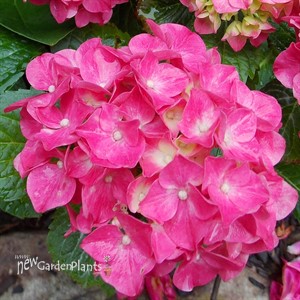 'Glowing Embers' Big Leaf Hydrangea
