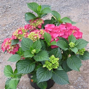 'Glowing Embers' Big Leaf Hydrangea