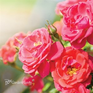 Oso Easy® Mango Salsa  Landscape Rose