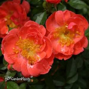Oso Easy® Mango Salsa  Landscape Rose