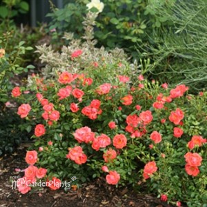 Oso Easy® Mango Salsa  Landscape Rose