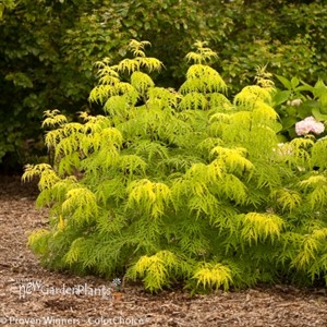 Lemony Lace™  Elderberry