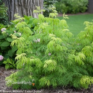 Lemony Lace™  Elderberry