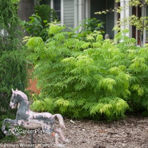 Lemony Lace™  Elderberry