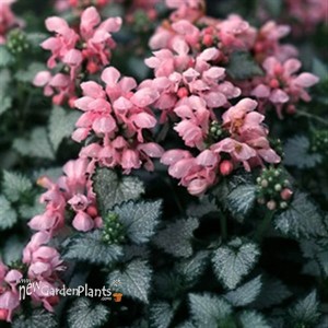 'Pink Pewter' Spotted Dead Nettle
