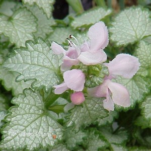 'Pink Pewter' Spotted Dead Nettle