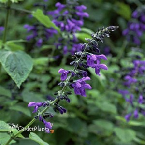 'Black & Blue' Salvia
