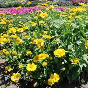 Gaillardia 'Mesa Yellow' Blanket Flower