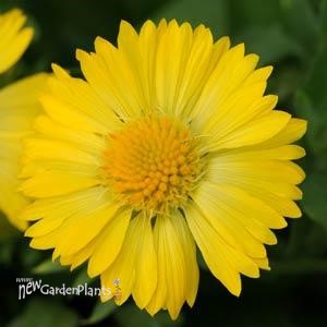 Gaillardia 'Mesa Yellow' Blanket Flower