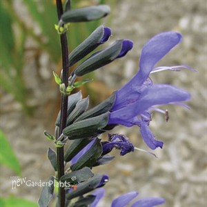 'Black & Blue' Salvia