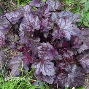 'Plum Pudding'  Coralbell